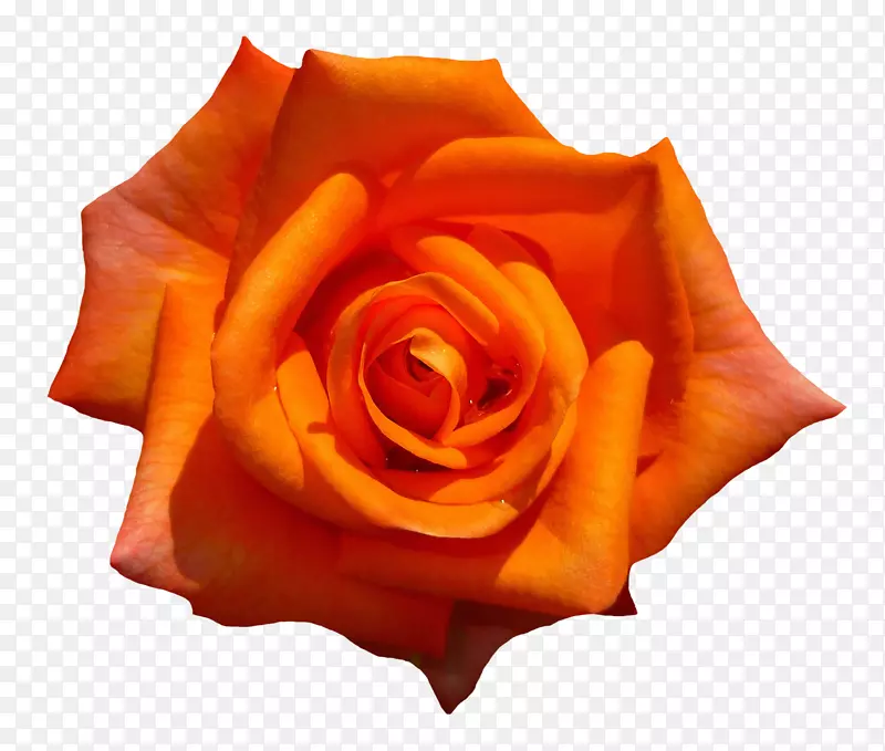 花园玫瑰花-橙色玫瑰花顶景