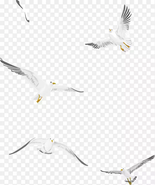 海鸥-飞鸟白海鸥材料