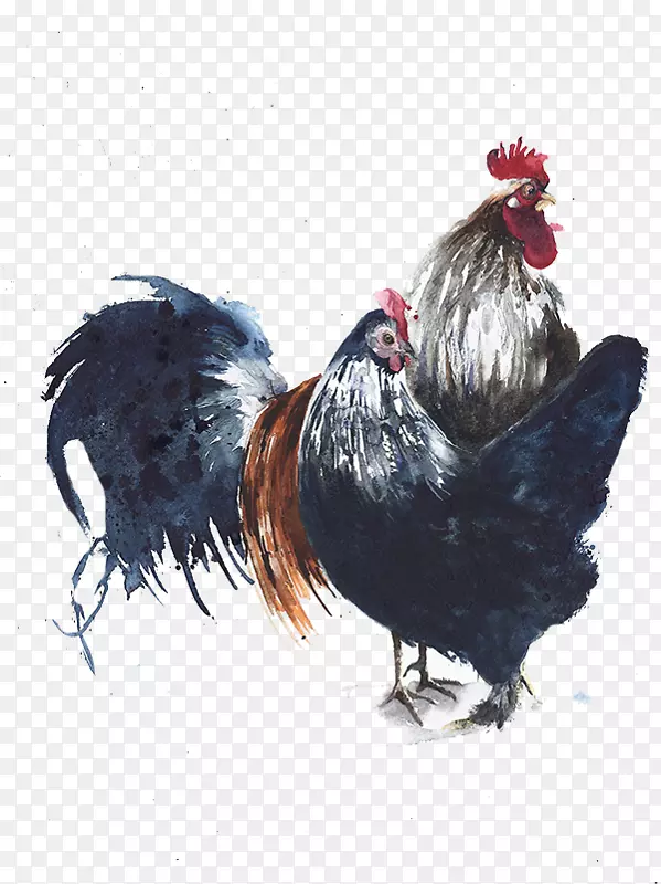 鸡水彩画插图-大黑公鸡