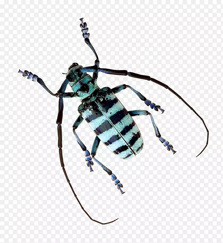 大众甲虫大众群昆虫翅甲虫