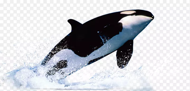 鲸模板海豚鲸