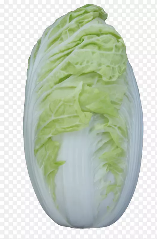 大白菜-白菜