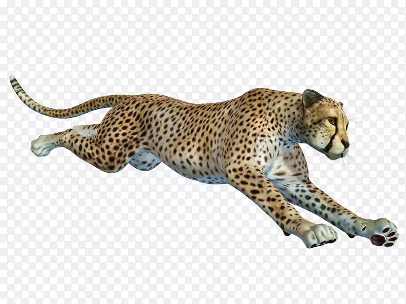 猎豹-非洲豹远程相机-免费拉运行的猎豹材料。