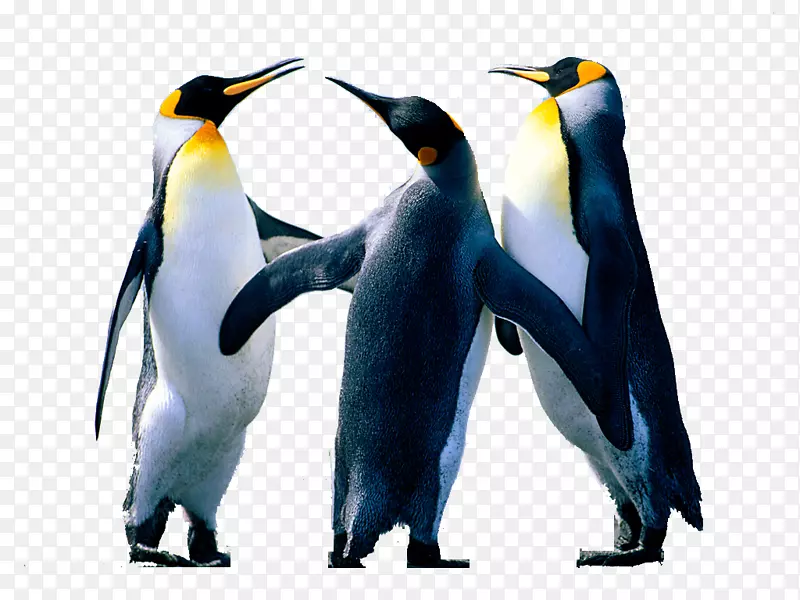 Microsoft Word图像编辑-企鹅
