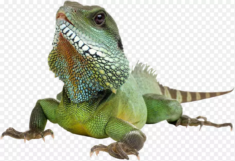 绿色蜥蜴爬行动物-鬣蜥透明背景