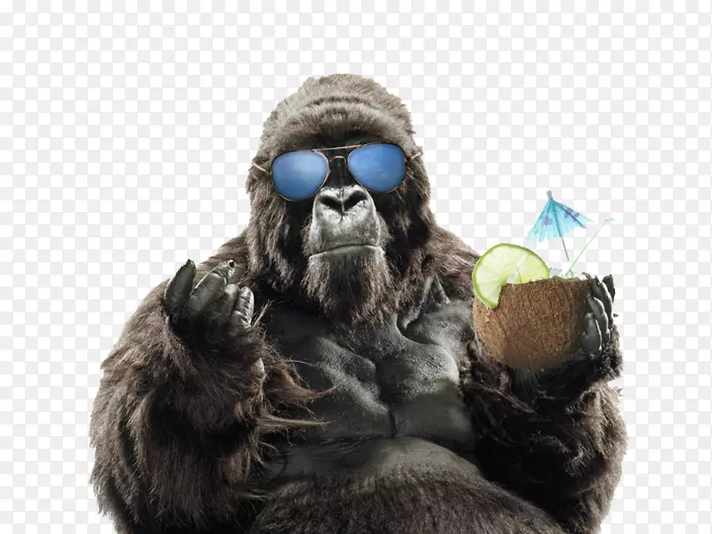 西部大猩猩灵长类猩猩太阳镜-暑假无花果大猩猩