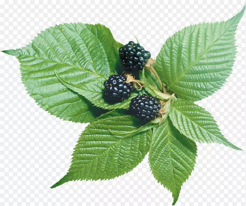 黑莓水果夹艺术-覆盆子
