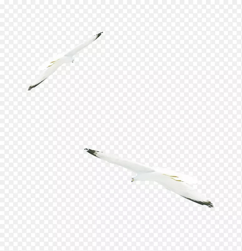 材料白色图案-白鸥翅膀