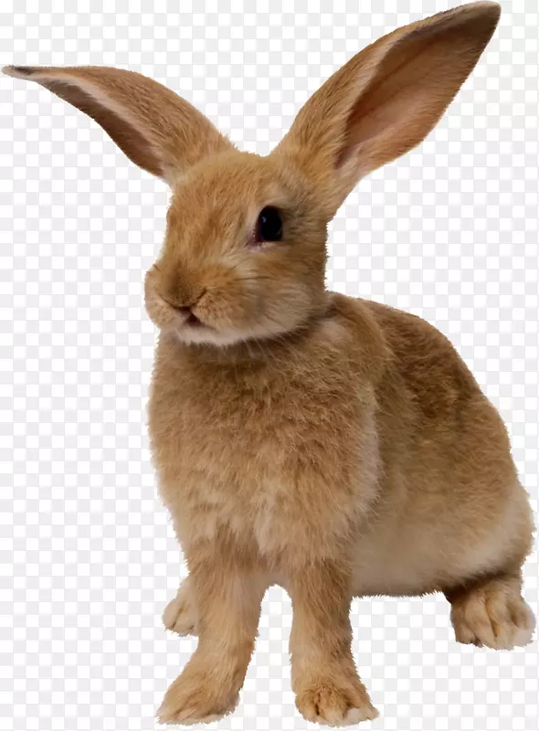 复活节兔子兔黄兔