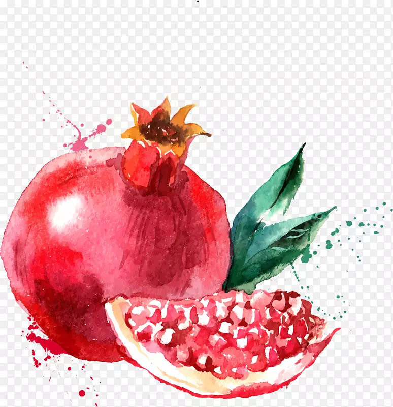 水彩画水果插图.红色石榴