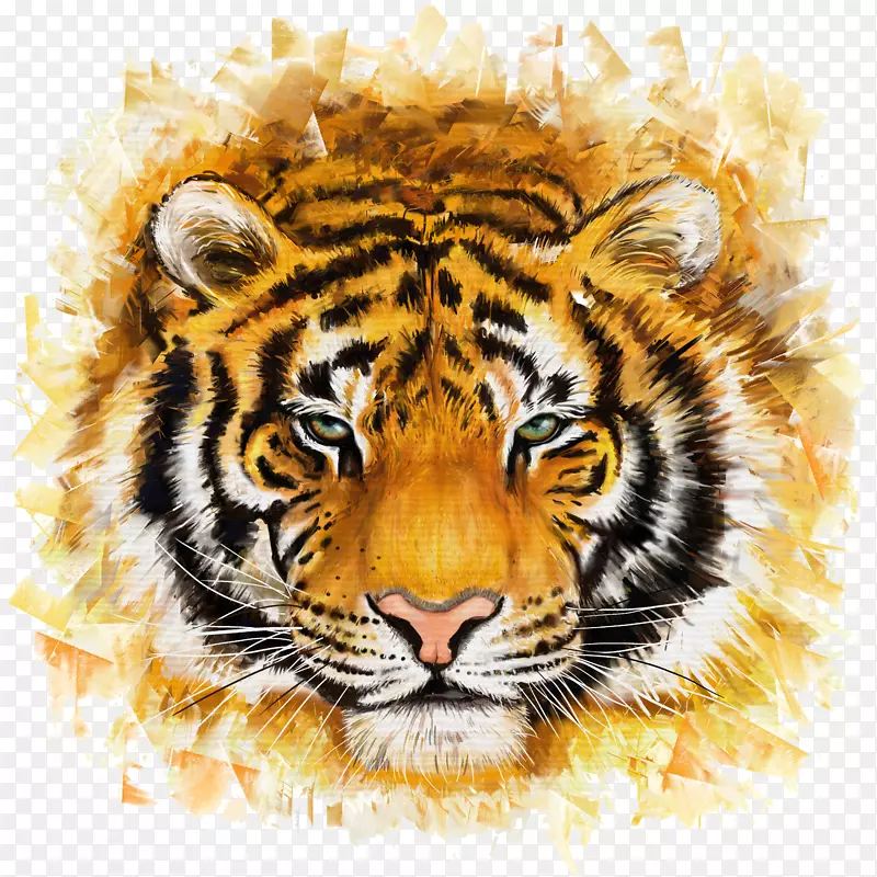 虎猫科绘画插图-虎
