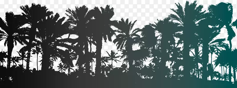 槟榔科树木砧木摄影插图.棕榈树轮廓