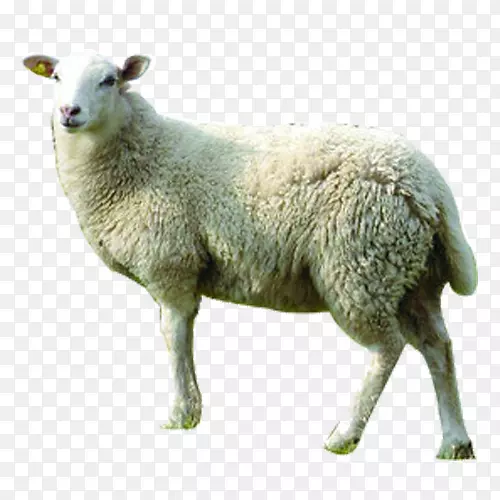 美利奴山羊夹克，毛，牛，一般公共许可证-绵羊