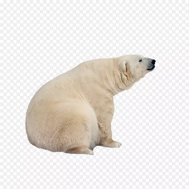 国际北极熊日-北极熊