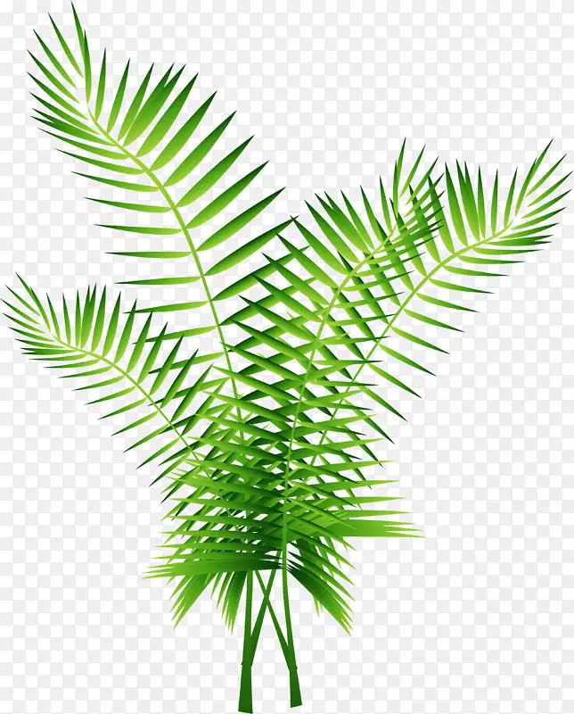 槟榔科计算机文件绿色棕榈树装饰