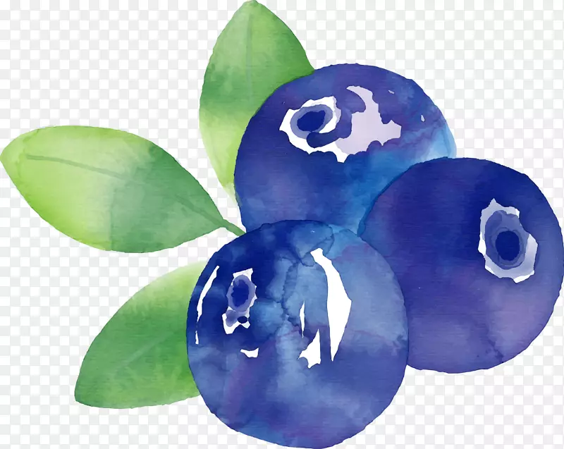 弗鲁蒂·迪博斯科蓝莓水果手绘蓝莓