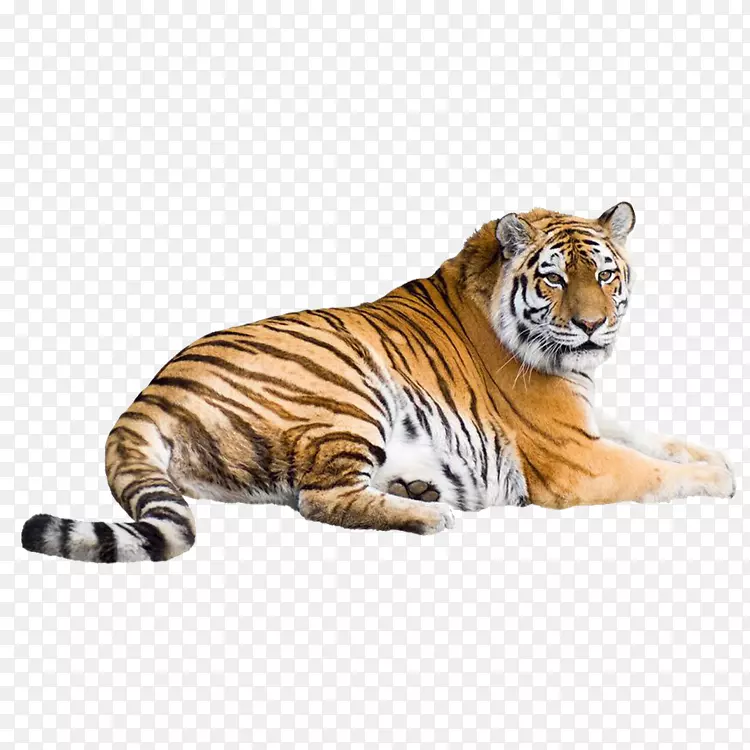 西伯利亚虎白虎孟加拉虎猫壁纸