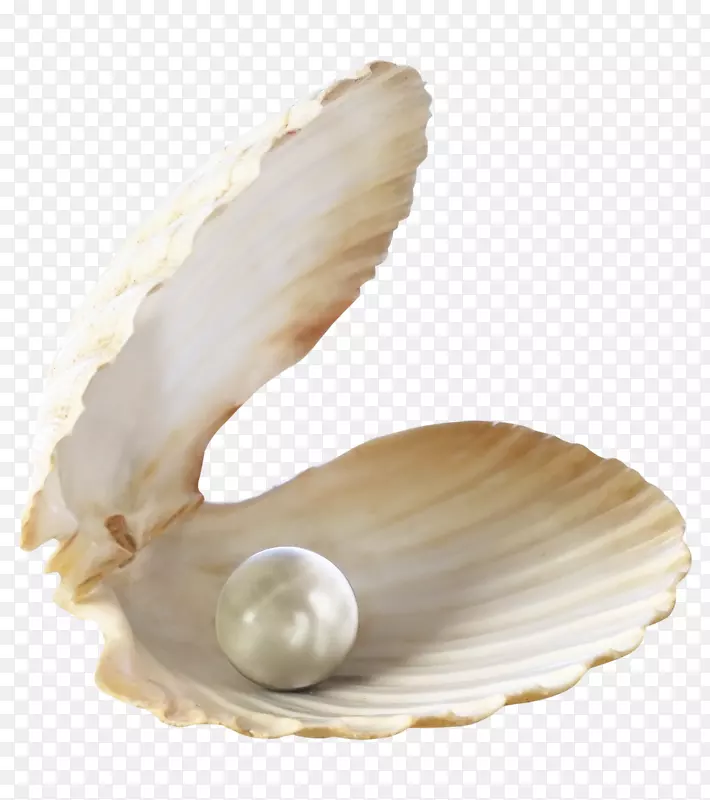 耳环珍珠型摄影手链项链珍珠壳