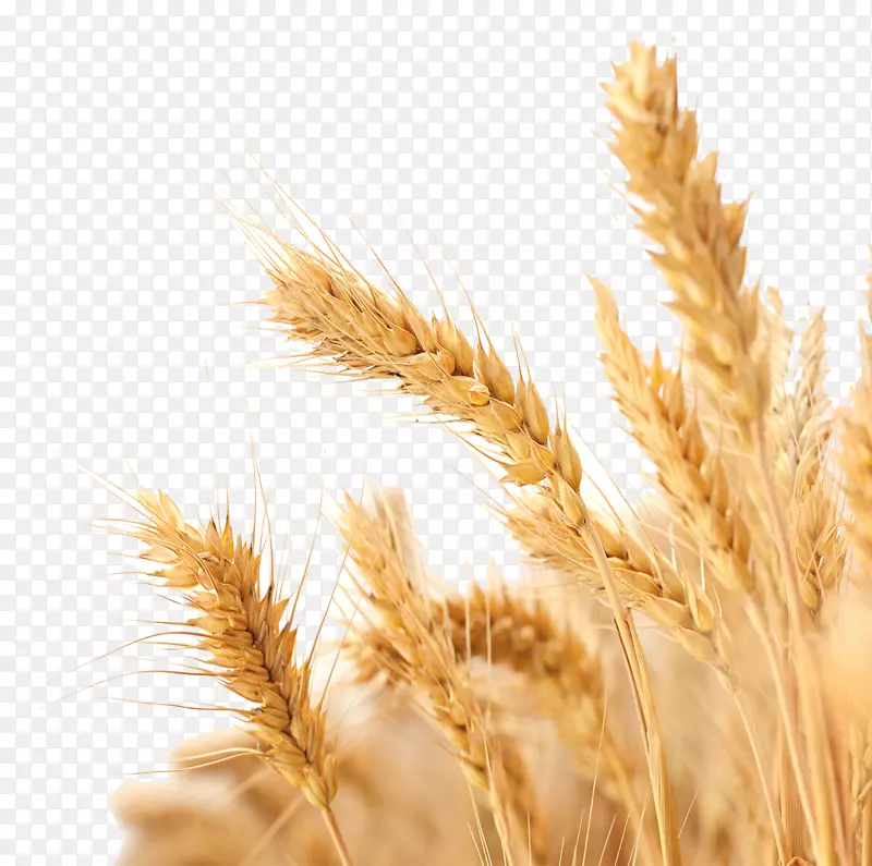 小麦收获作物-小麦