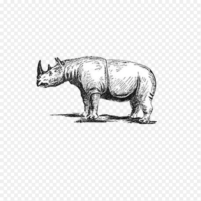 爪哇犀牛苏门答腊犀牛印度犀牛五大猎豹犀牛画