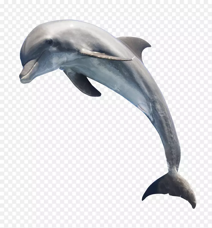普通宽吻海豚鲸鱼海豚