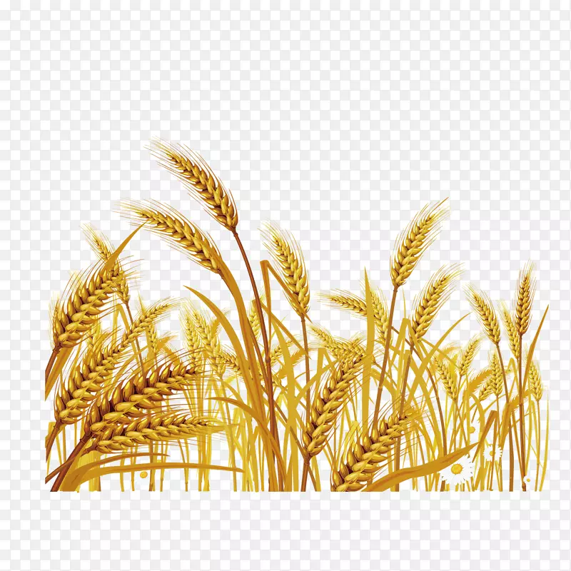 小麦插画艺术收获小麦