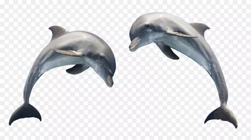 海豚可伸缩图形剪辑艺术-海豚透明