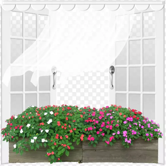种植淡花观赏植物-白窗