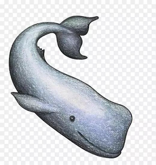 露脊鲸画海豚-可爱的鲸鱼