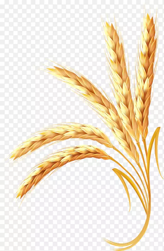 小麦穗谷-黄金小麦