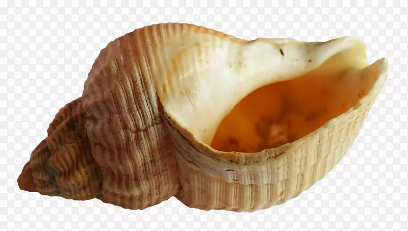 海贝壳壁纸-海洋外壳