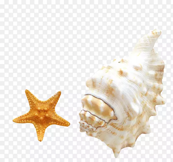 海螺安卓海滩智能手机-海螺海星高清剪辑