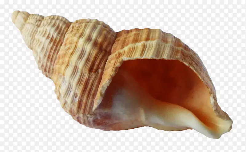 海贝-海洋贝壳
