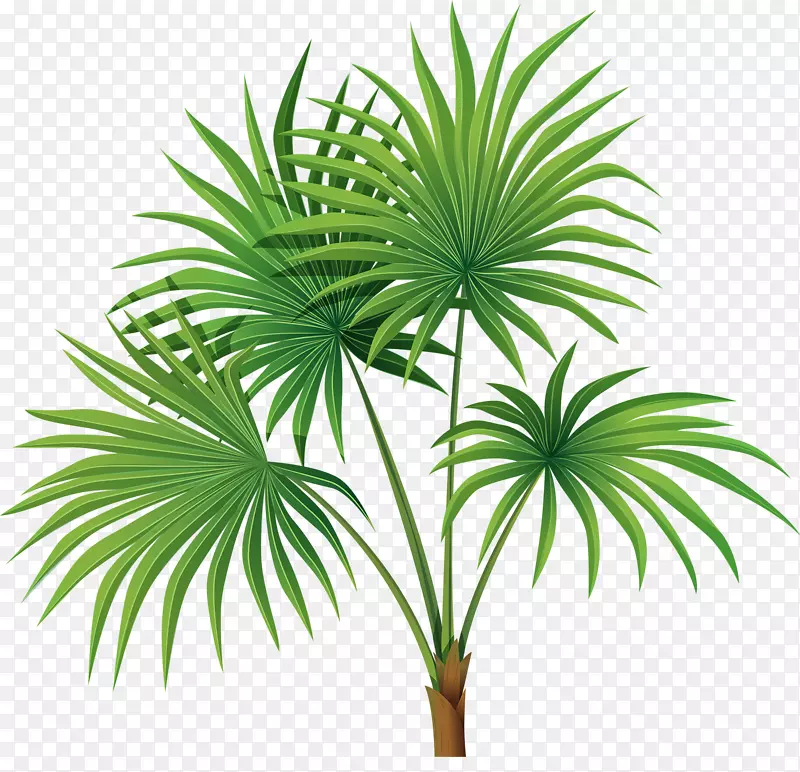 槟榔科树沙巴棕榈叶剪贴画手绘棕榈叶