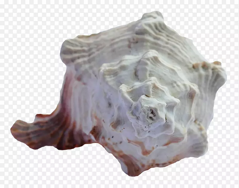 海胆-海壳