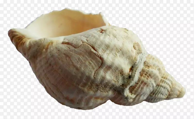 贝壳类软体动物贝壳