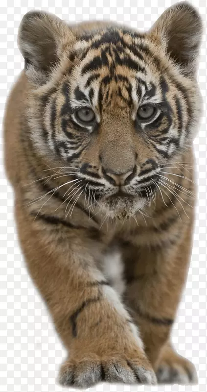 苏门答腊虎西伯利亚虎孟加拉虎狮子猫虎幼崽