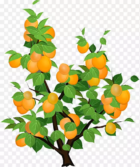 柑桔杏蜜饯