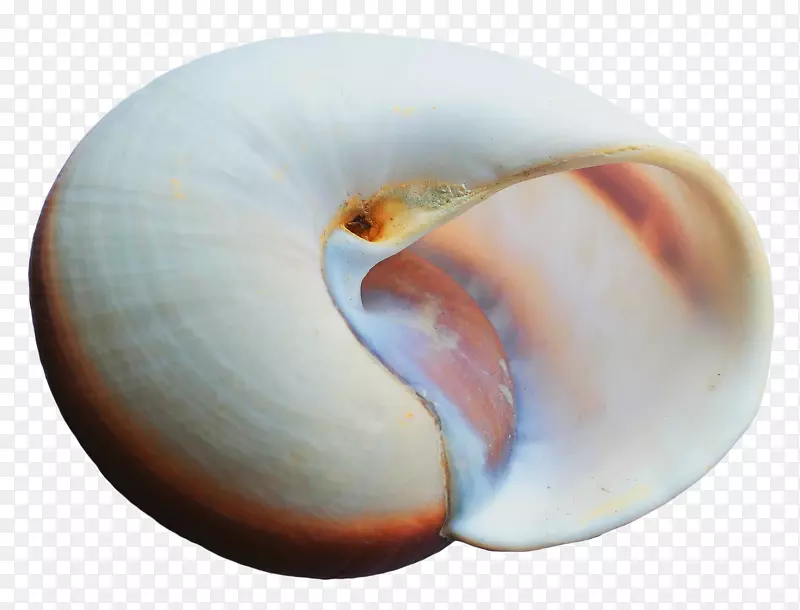 图标-海壳