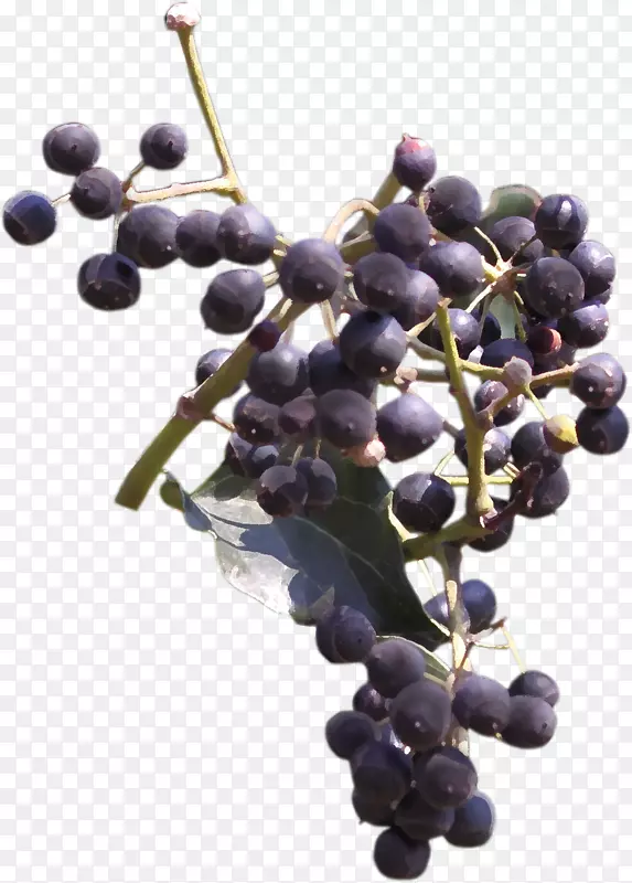 葡萄蓝莓果-美丽的手绘蓝莓果枝