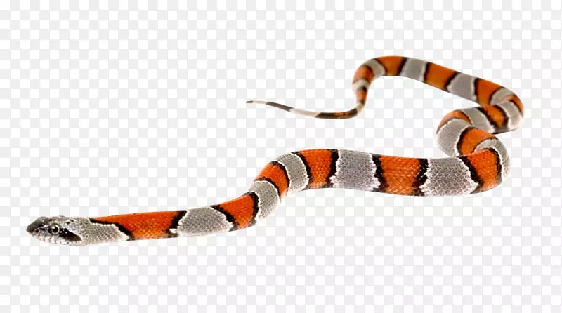 滑行蛇-蛇