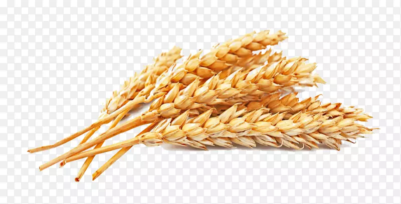 全麦面粉谷类谷物种子黄金小麦
