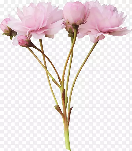 粉红花牡丹剪贴画-粉红色花