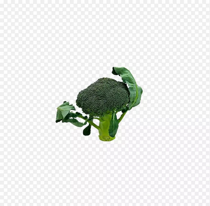西兰花蔬菜食品-西兰花