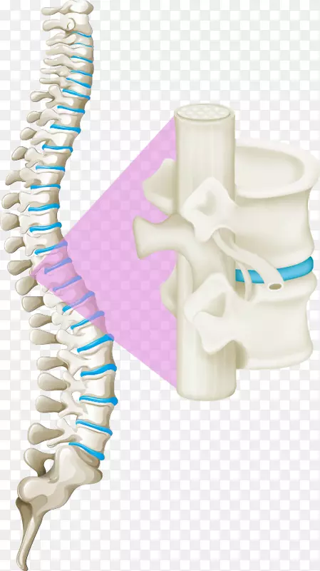 背痛，脊柱，人背脊髓.脊柱的载体白骨