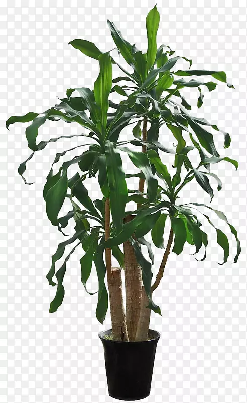 室内植物花盆树-绿色也门铁