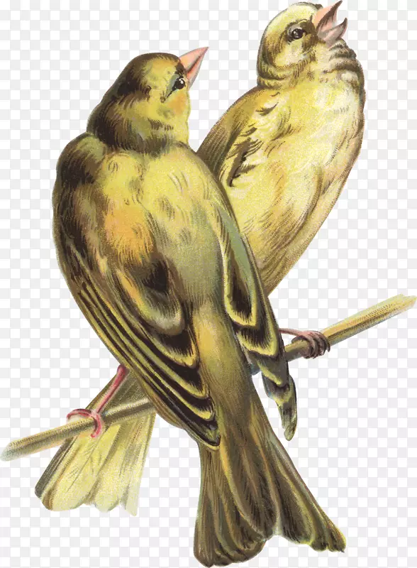 形神与声音：声音教育的基础-鸟类合唱团绘画