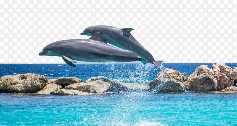 海豚快门速度像素-海豚