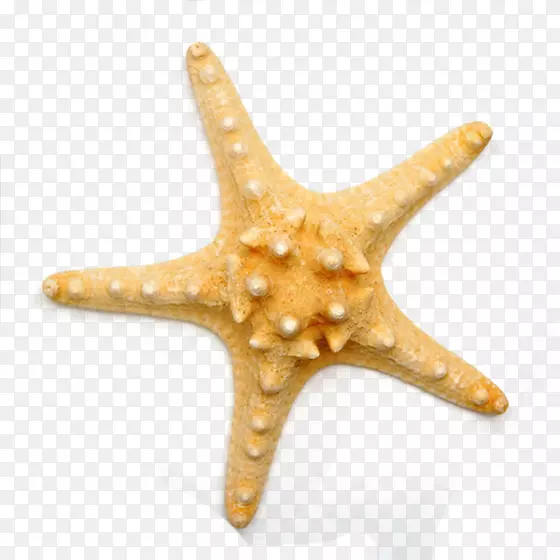 海底带海星管脚-五边形海星