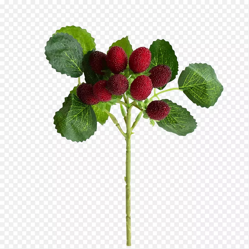 草莓模拟红树莓果树-高模拟植物模拟果树枝
